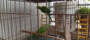 Indian Alexandrine Parakeet