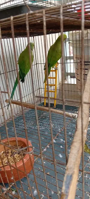 Indian Alexandrine Parakeet