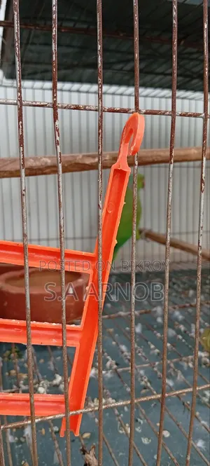 Indian Alexandrine Parakeet