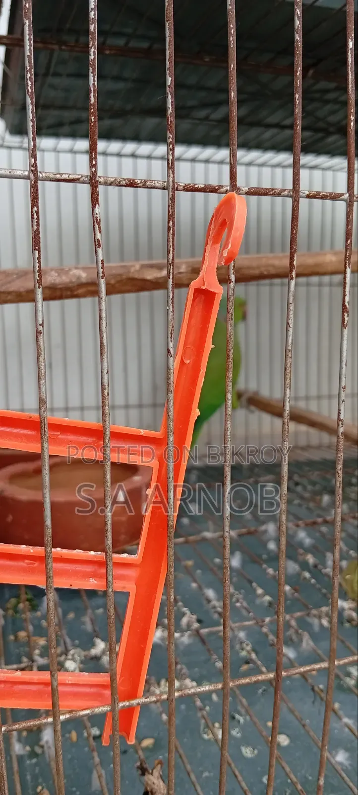 Indian Alexandrine Parakeet