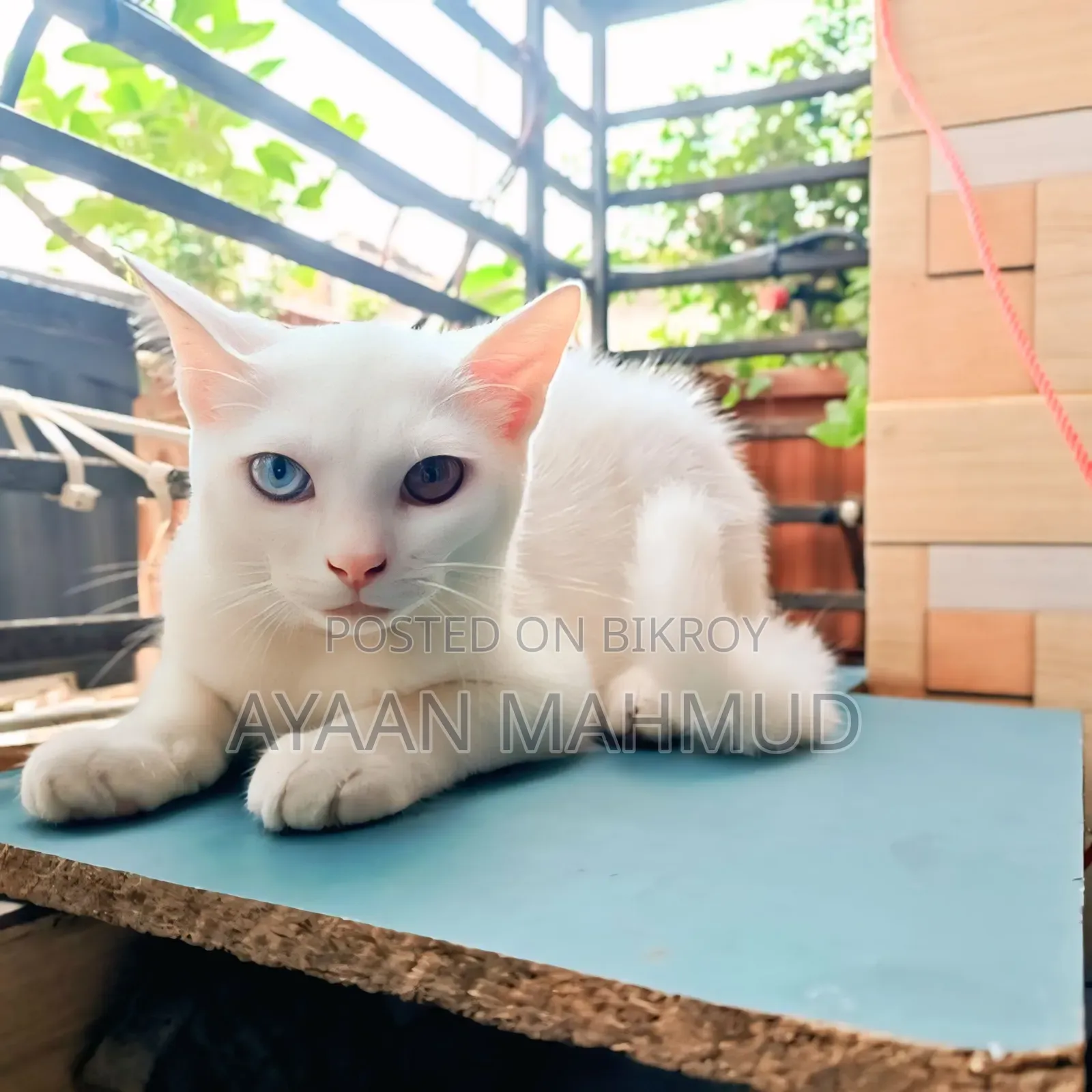 1-3 Months Male Mixed Breed Exotic
