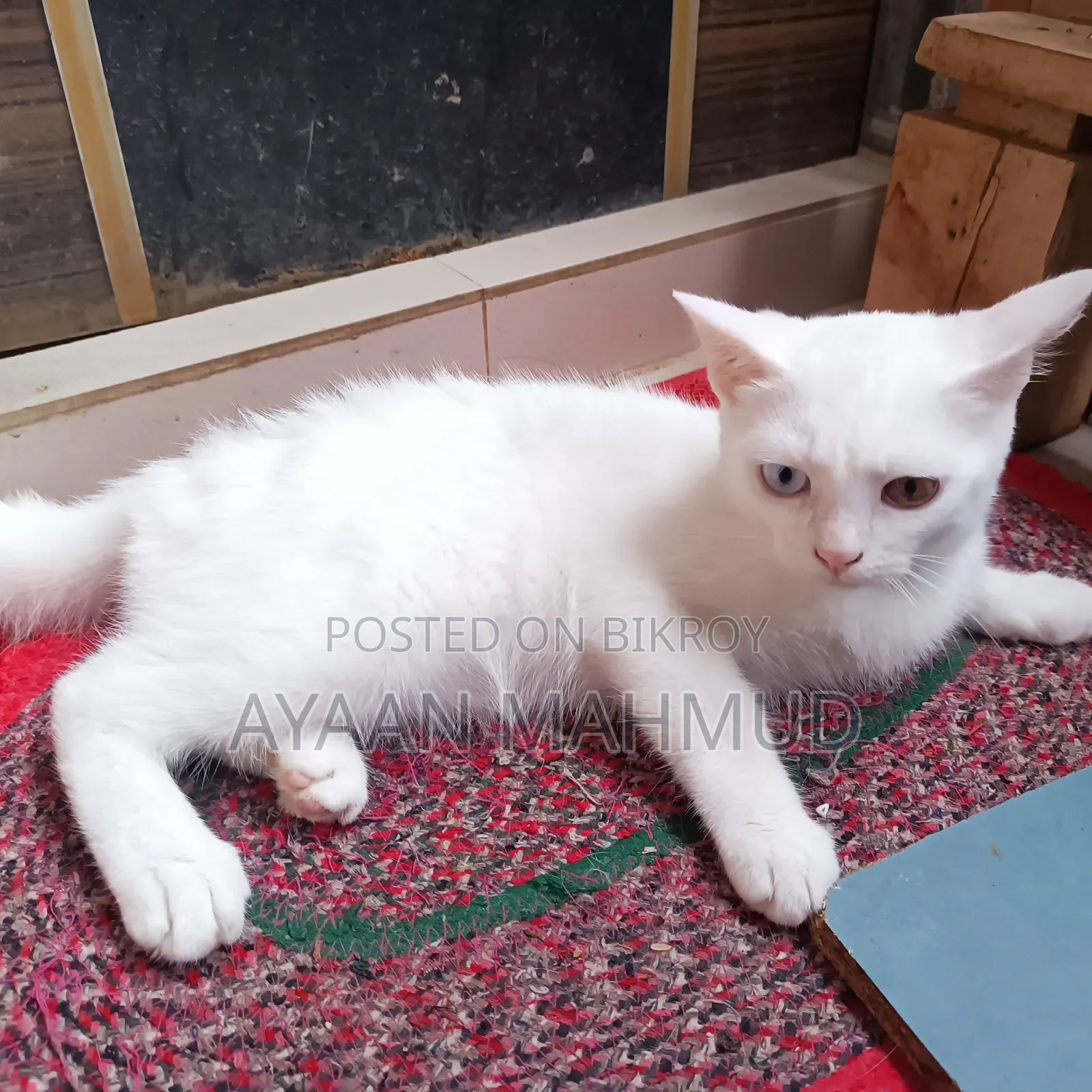 1-3 Months Male Mixed Breed Exotic