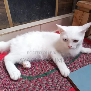 1-3 Months Male Mixed Breed Exotic