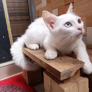 1-3 Months Male Mixed Breed Exotic