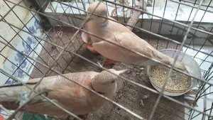 Running Dove Birds at Low Price
