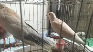 কম দামে রানিং ঘুঘু পাখি