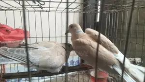 কম দামে রানিং ঘুঘু পাখি