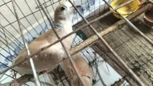 Running Dove Birds at Low Price