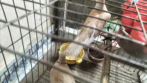 Running Dove Birds at Low Price