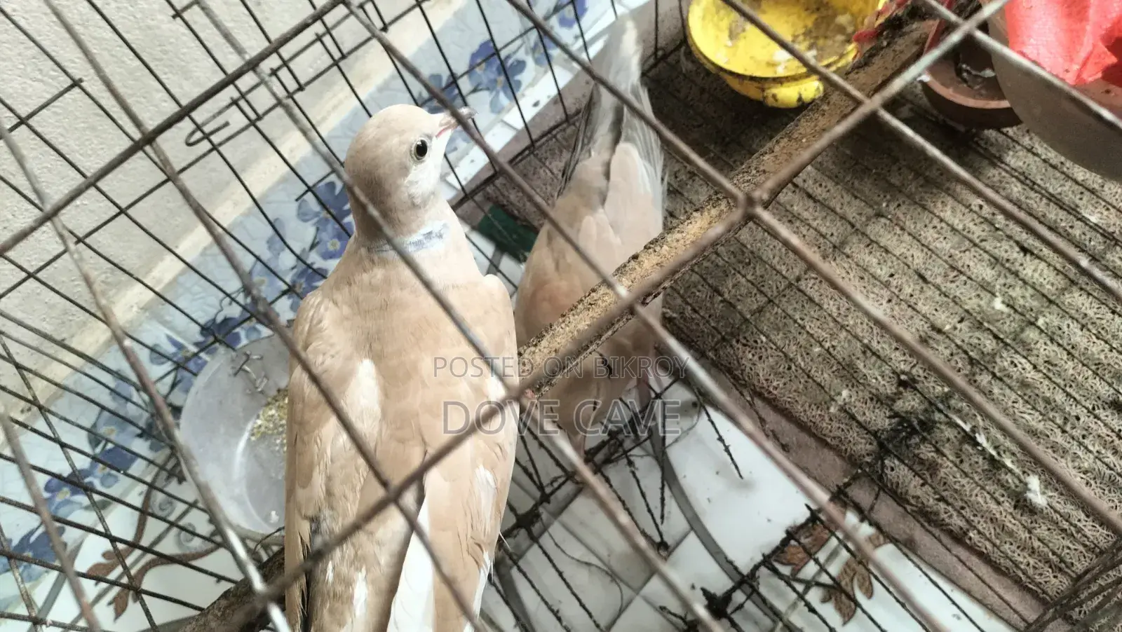 কম দামে রানিং ঘুঘু পাখি