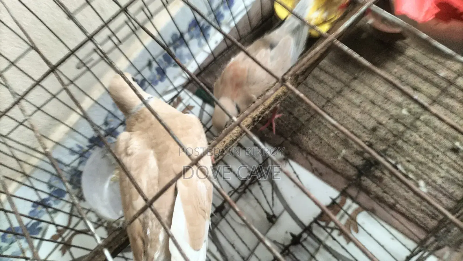 কম দামে রানিং ঘুঘু পাখি
