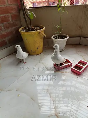 White Shartin Pigeon