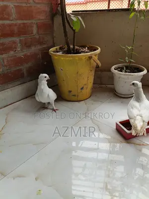 White Shartin Pigeon
