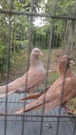 Ghiya Chulli Pigeon (Pair)
