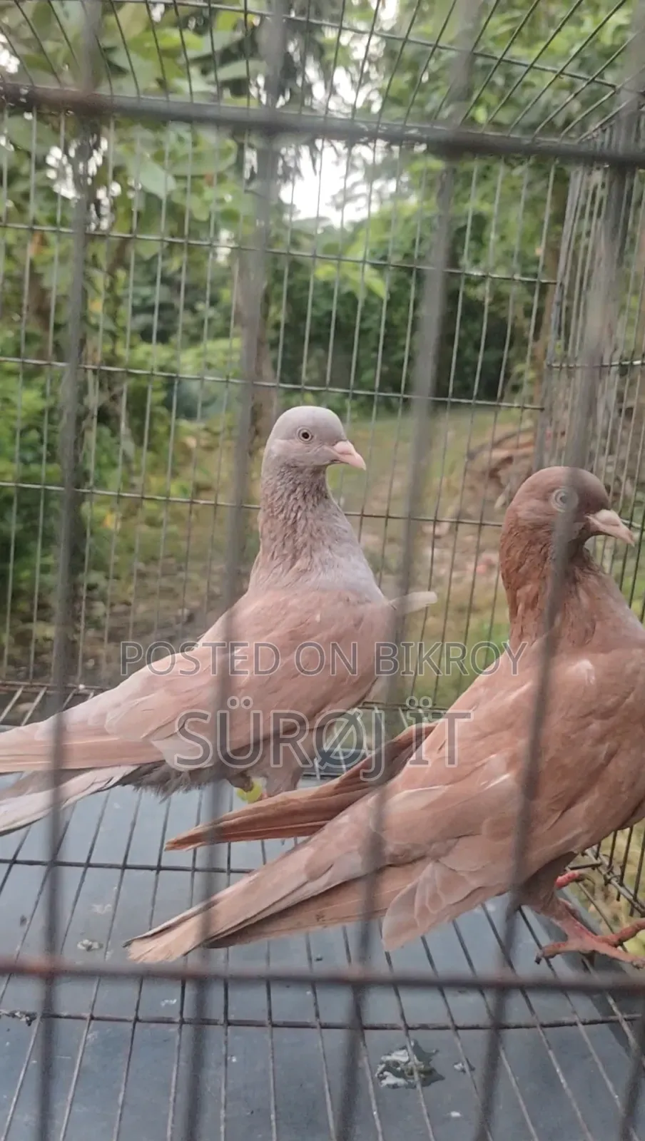Ghiya Chulli Pigeon (Pair)