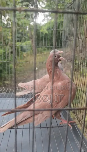 Ghiya Chulli Pigeon (Pair)