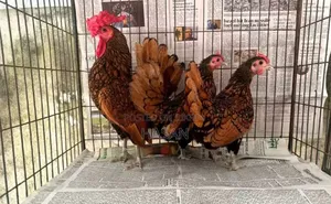 Golden Sebright Eggs