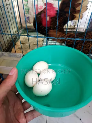 Golden Sebright Eggs
