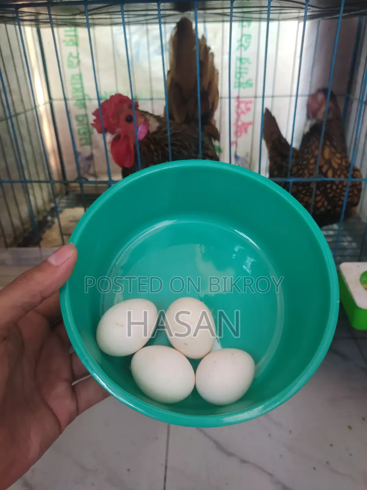Golden Sebright Eggs