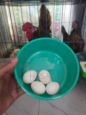 Golden Sebright Eggs