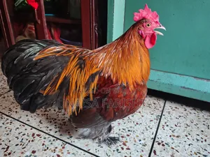 Orginal Buff Brahma Morog