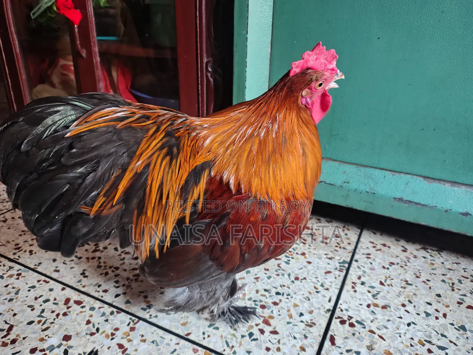 Orginal Buff Brahma Morog