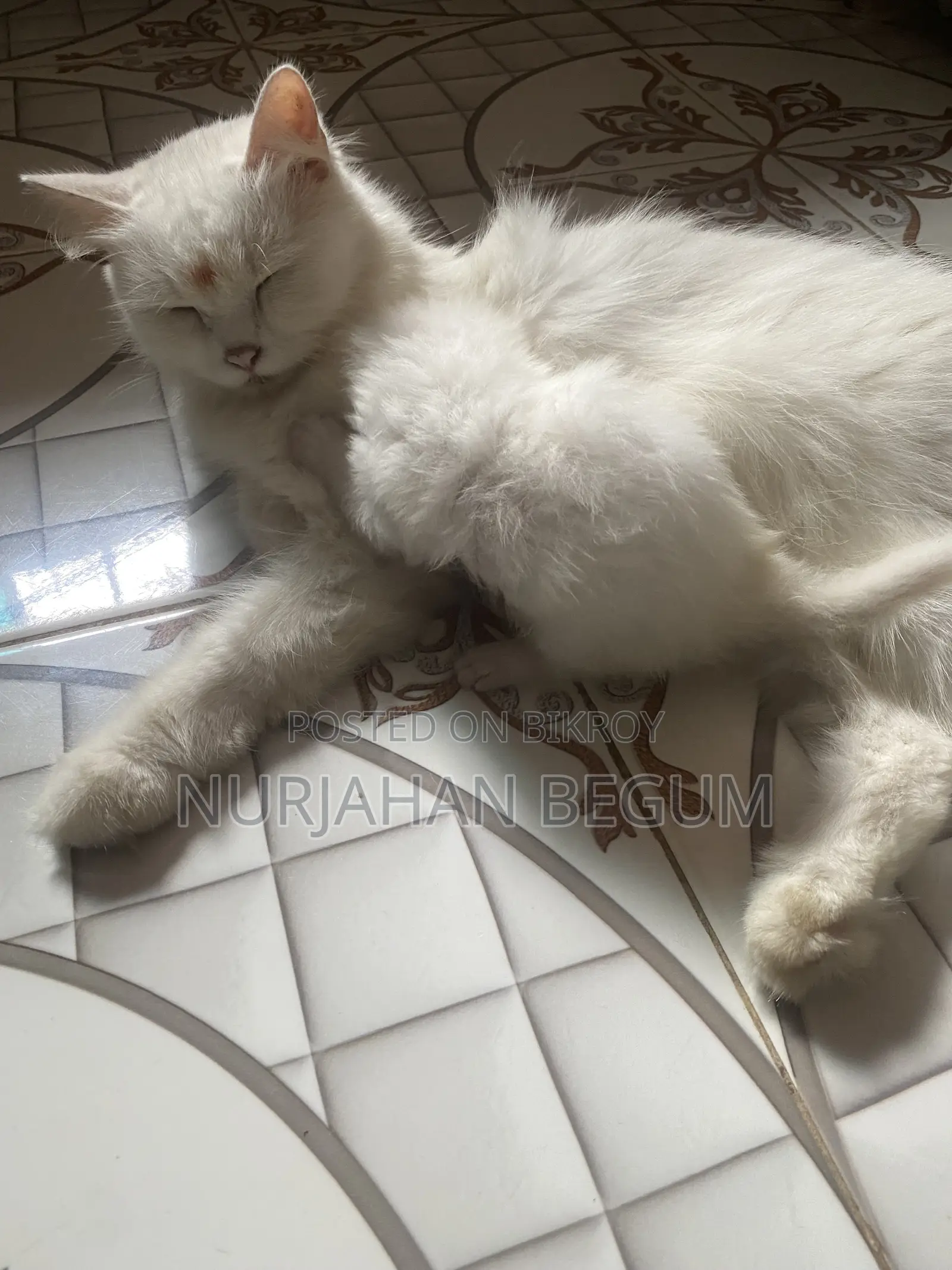 1-3 Months Female Purebred Persian