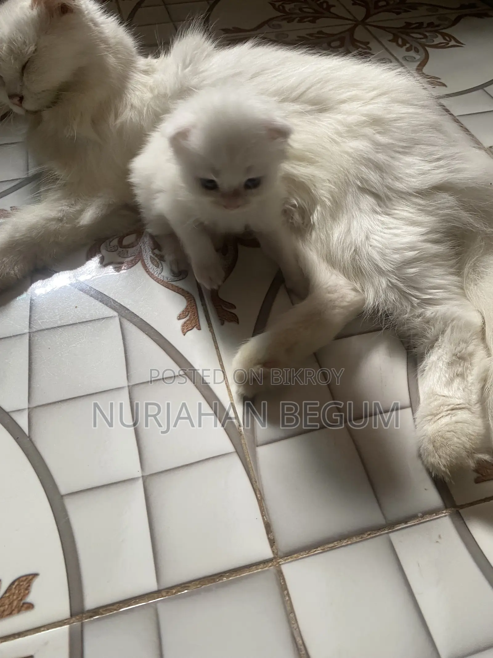 1-3 Months Female Purebred Persian