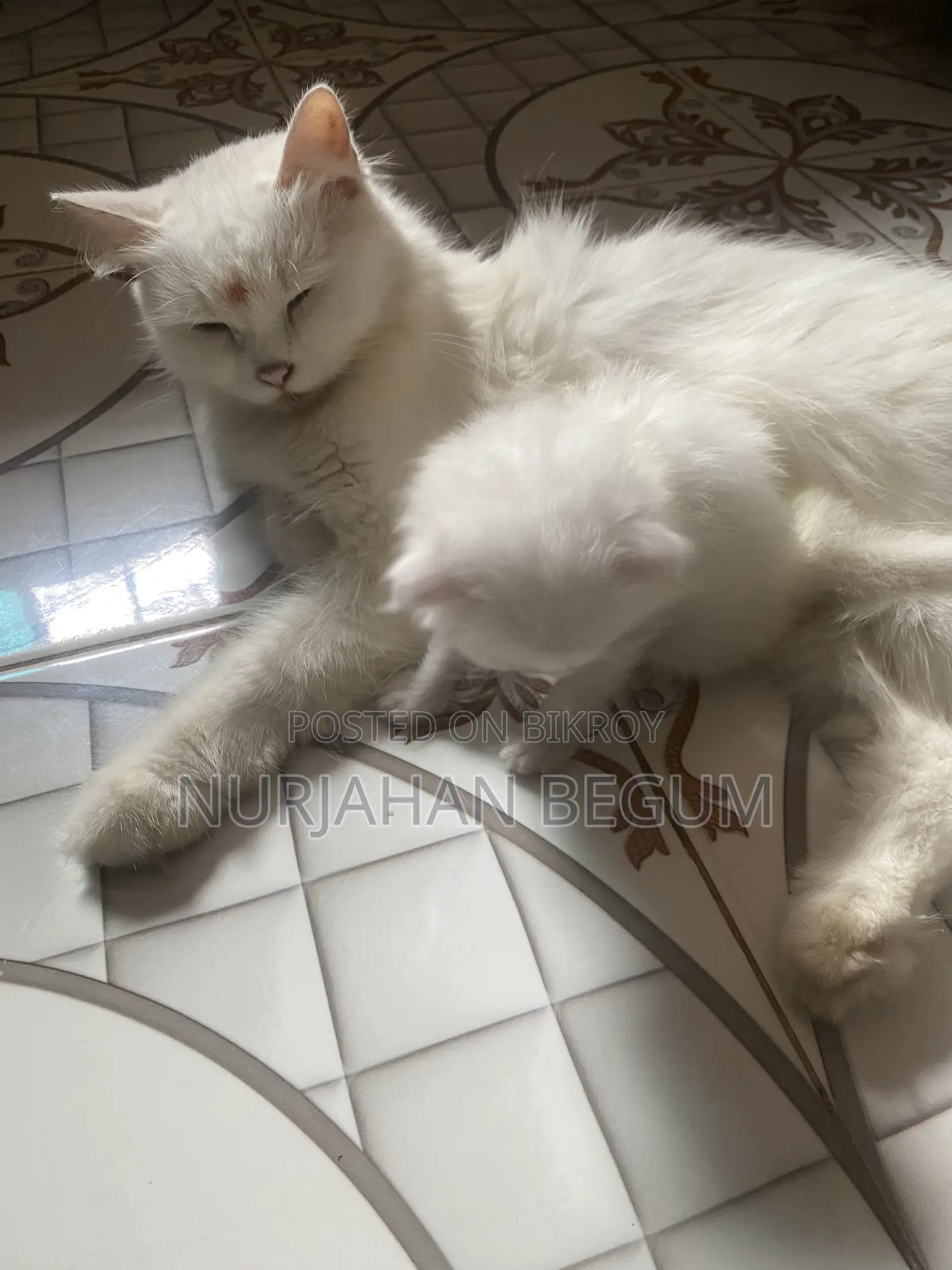 1-3 Months Female Purebred Persian