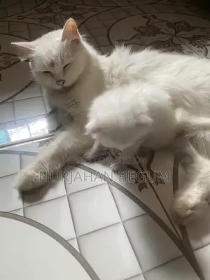 1-3 Months Female Purebred Persian