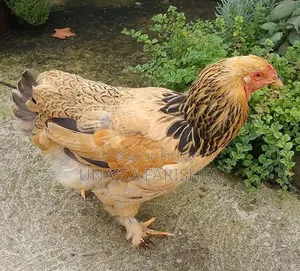 Running Dim Dai Buff Brahma
