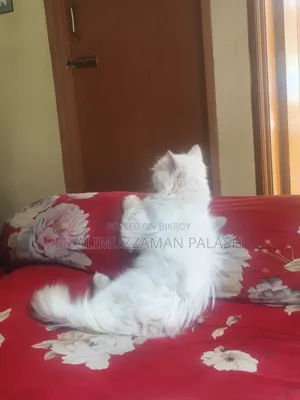 1+ year Male Purebred Persian