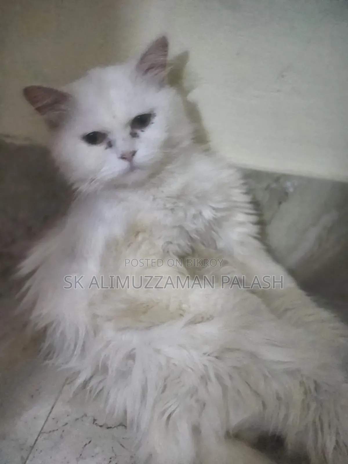 1+ Year Male Purebred Persian