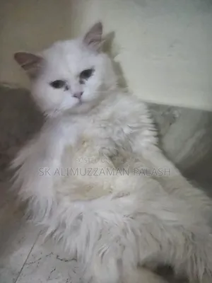1+ Year Male Purebred Persian