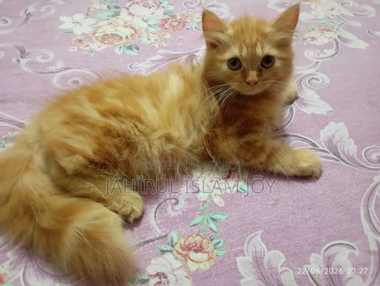 1-3 Months Male Purebred Persian