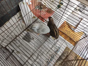 1 pair of running King Quail