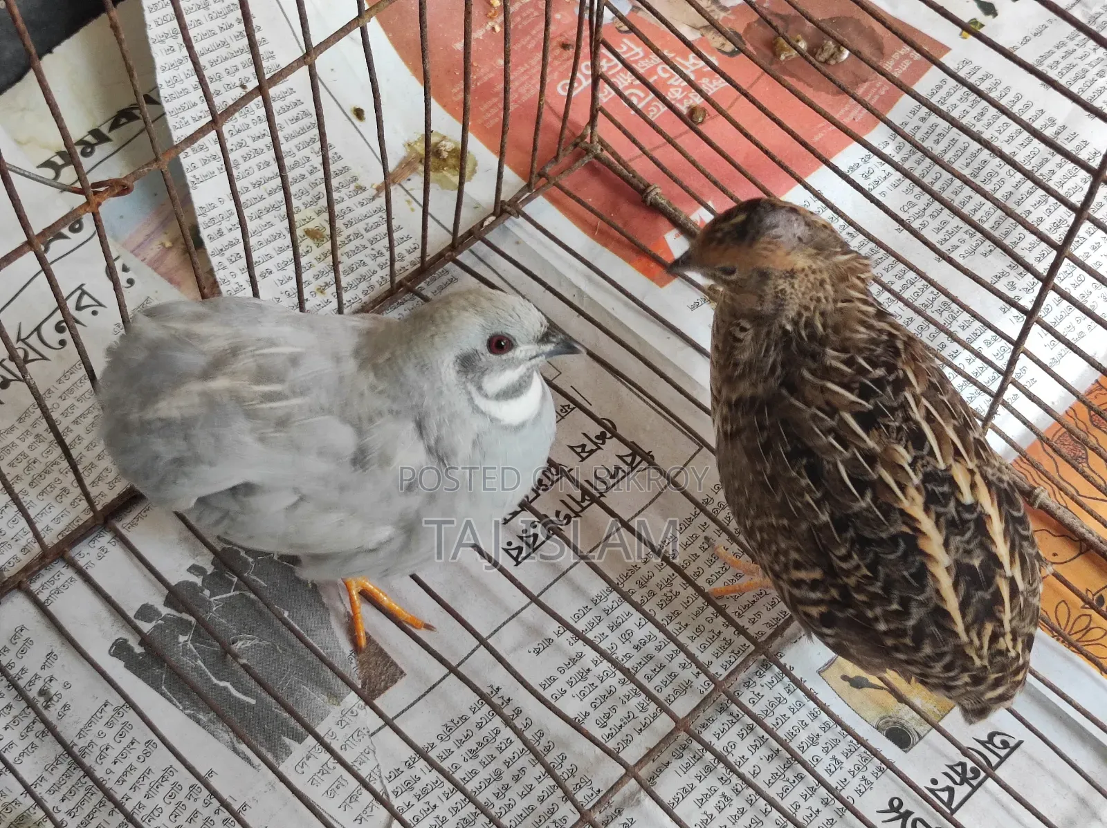 1 pair of running King Quail