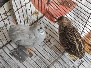 1 pair of running King Quail