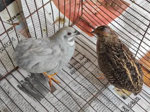 1 pair of running King Quail
