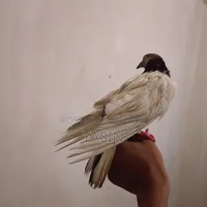 A pigeon will be sold