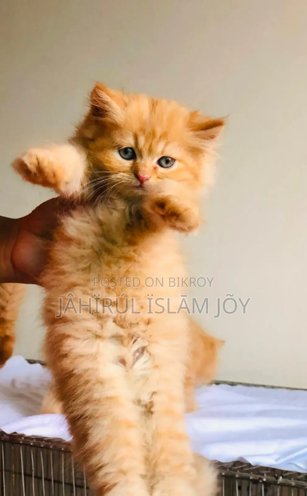 1-3 Months Male Purebred Persian