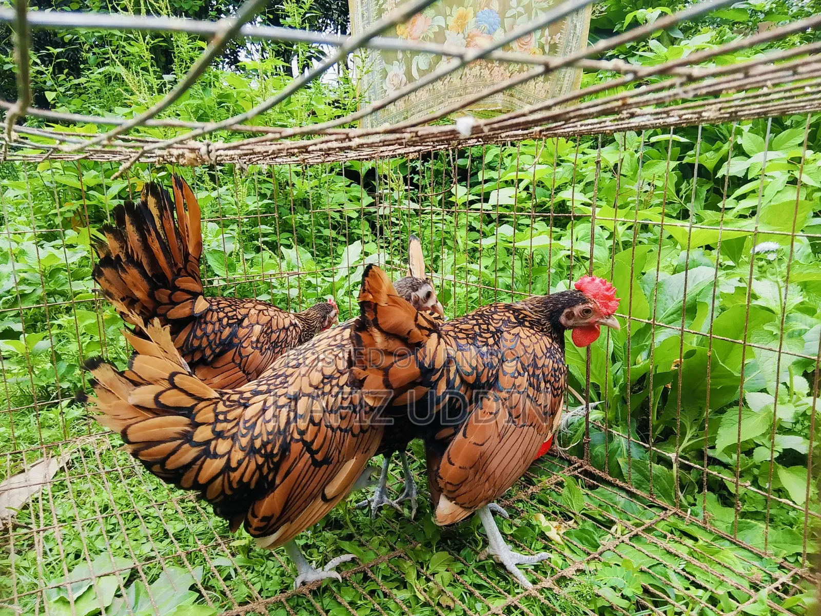 গোল্ডেন সেব্রাইট