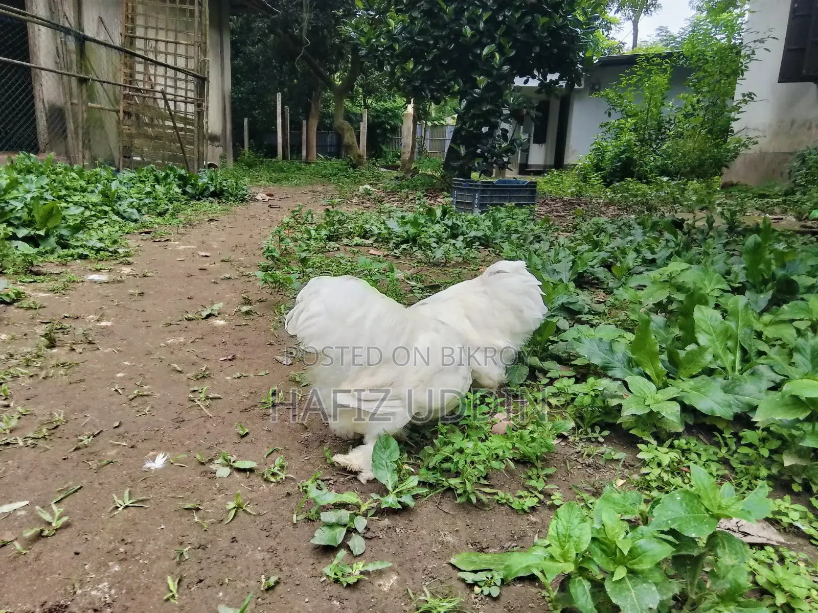 হোয়াইট কোচিন