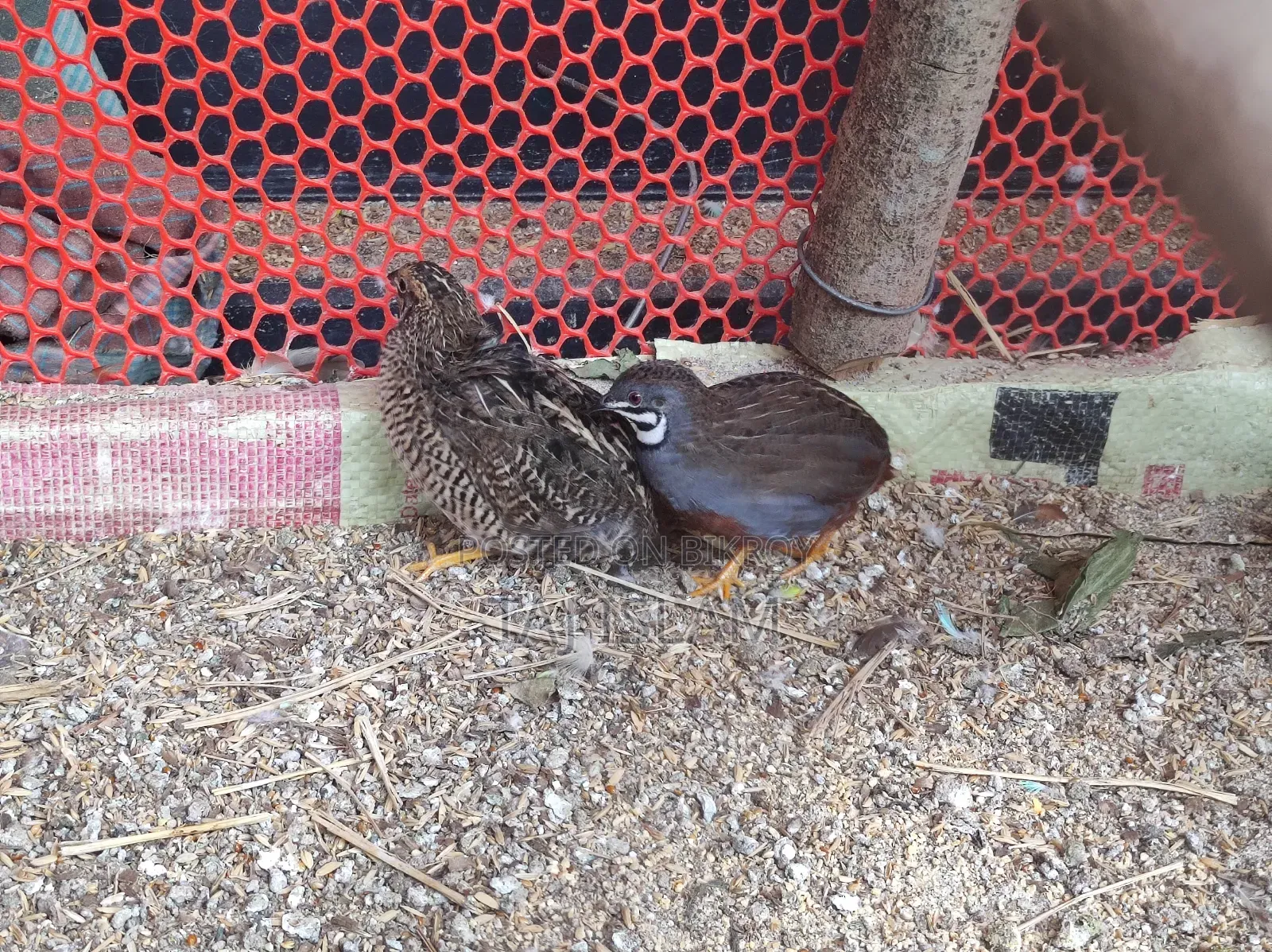 2 pairs of Running King Quail