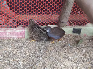 2 pairs of Running King Quail