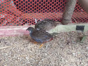2 pairs of Running King Quail