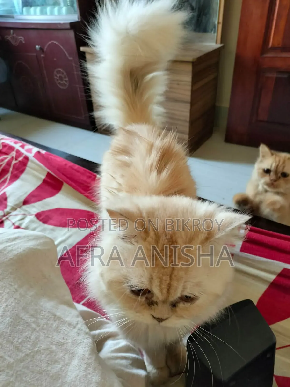 1+ Year Female Purebred Persian Cat