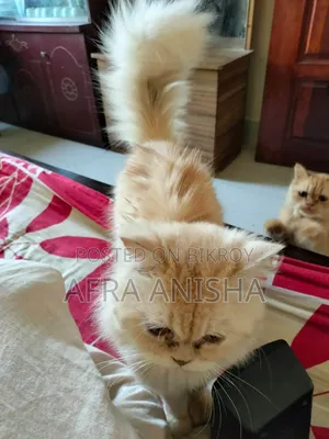 1+ year Female Purebred Persian