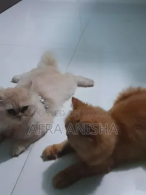 1+ Year Female Purebred Persian Cat