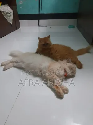 1+ Year Female Purebred Persian Cat